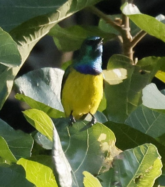 strdimil obojkový - ML646190401