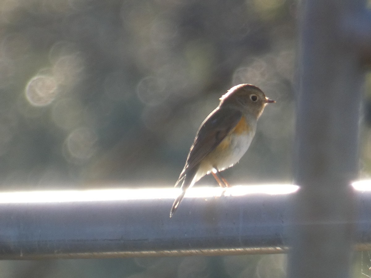 Red-flanked Bluetail - ML646190402