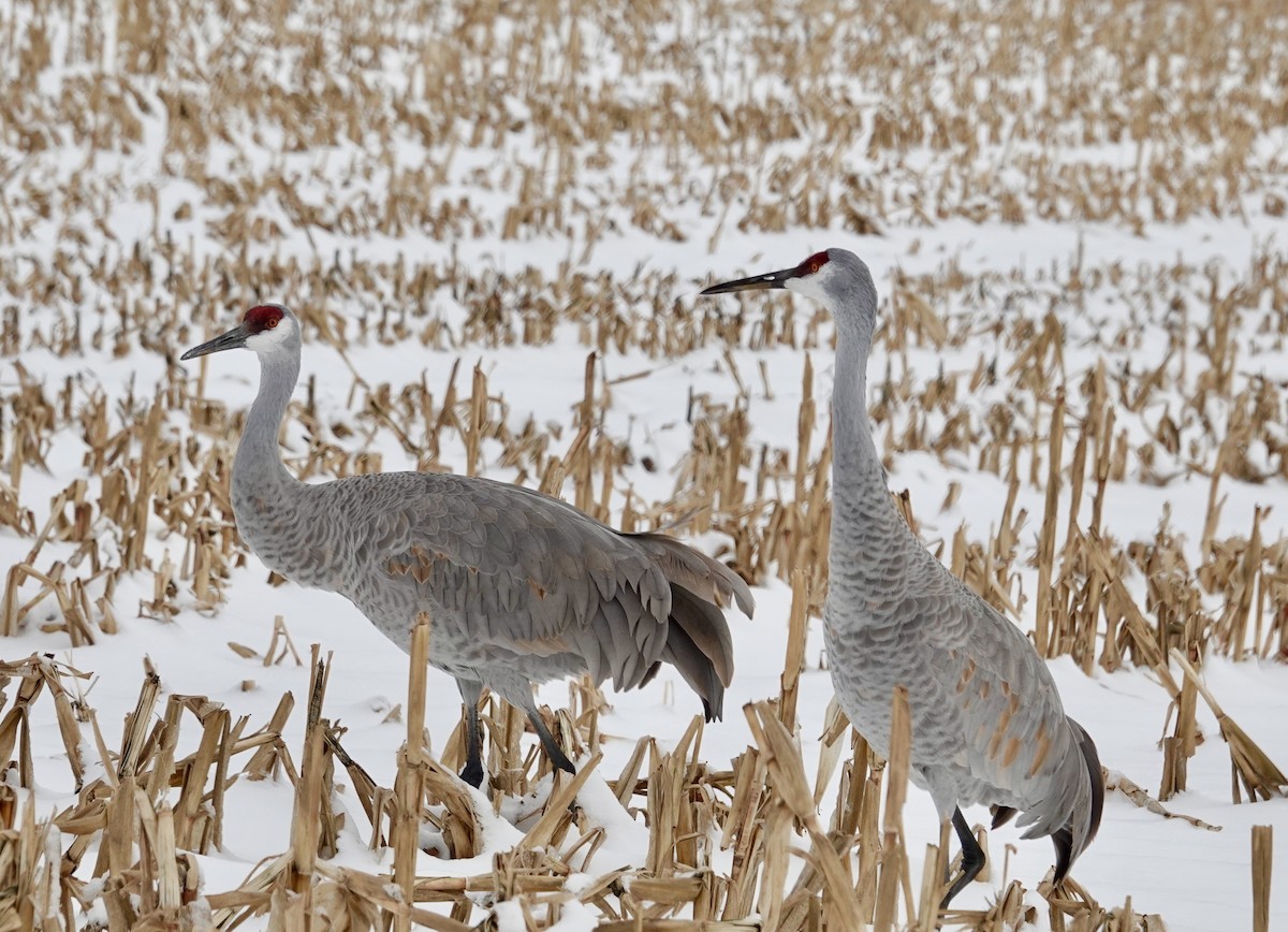 Sandhill Crane - ML646190412