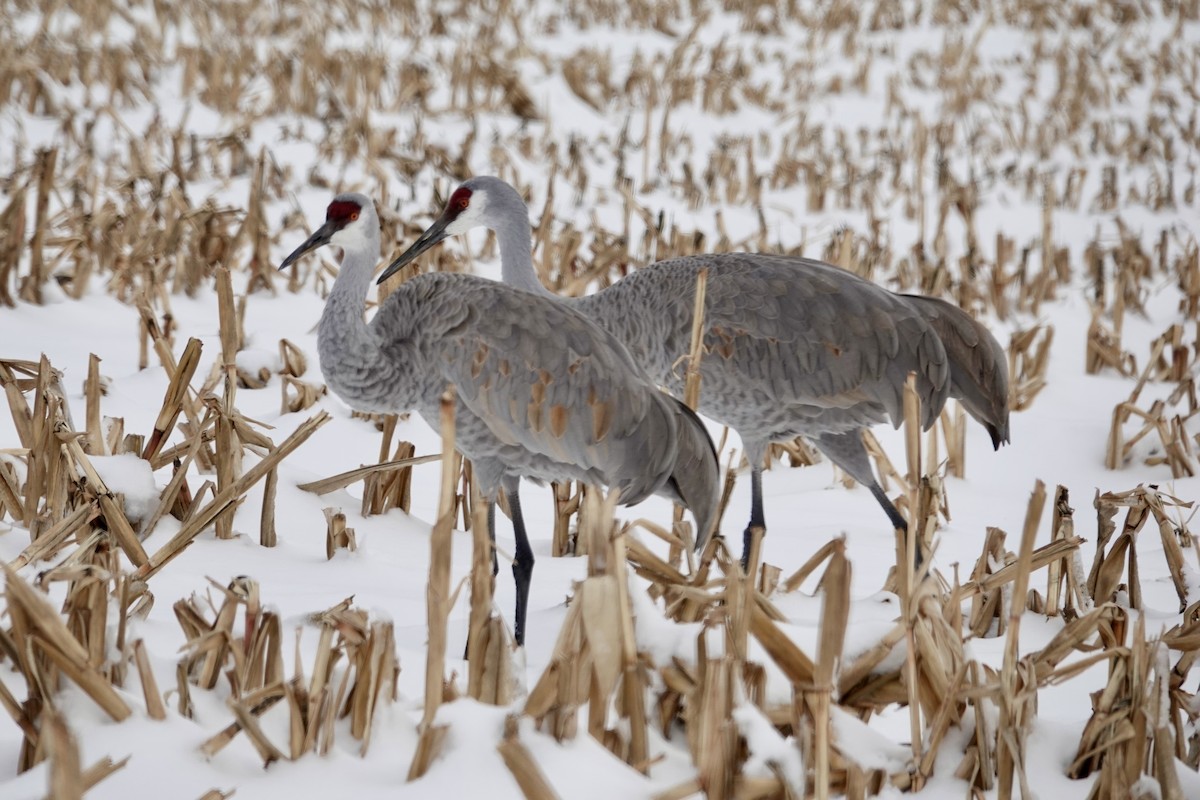 Sandhill Crane - ML646190413