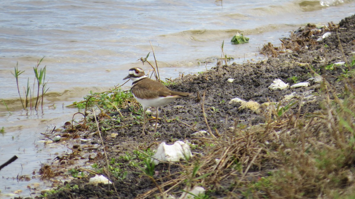 Killdeer - ML646190414
