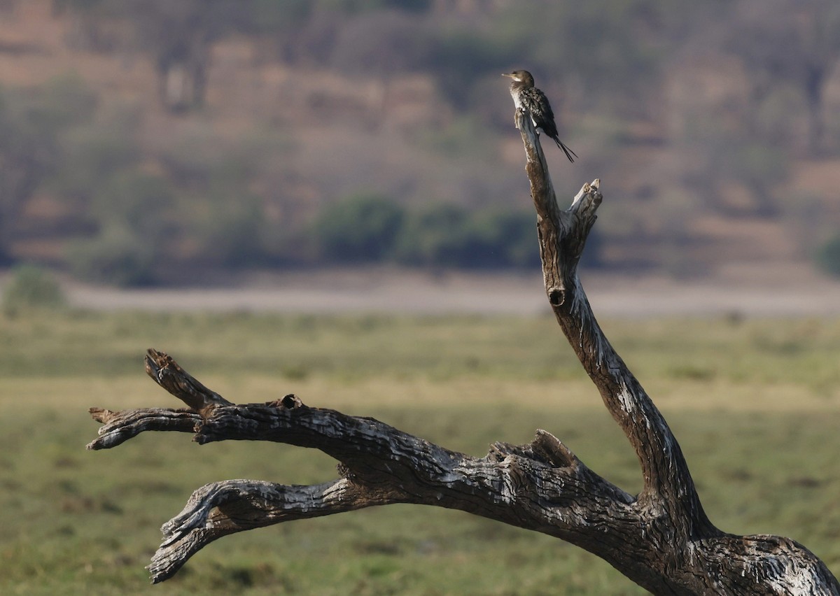 Riedscharbe - ML646190418