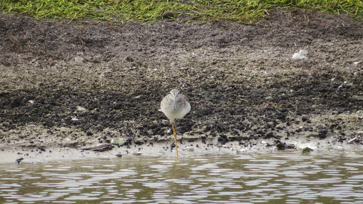 Greater Yellowlegs - ML646190427