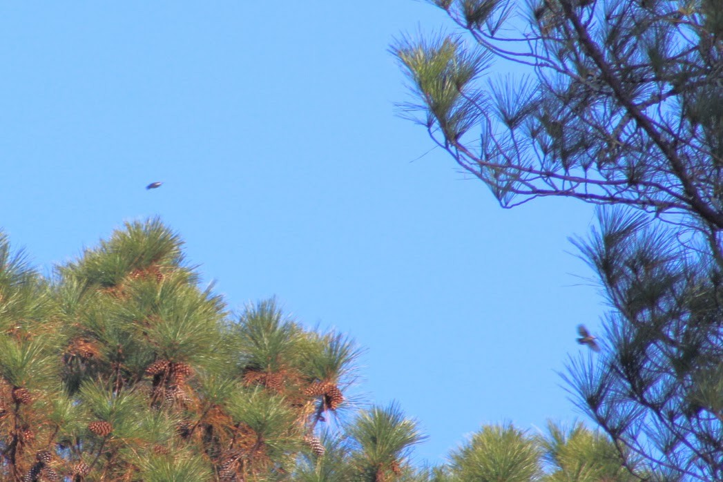 Carolina Chickadee - ML646190433