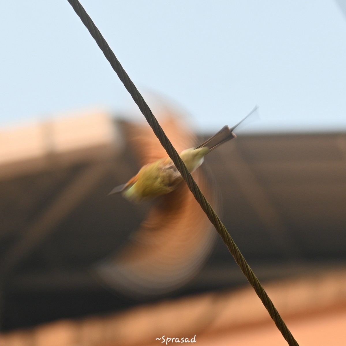 Asian Green Bee-eater - ML646190444