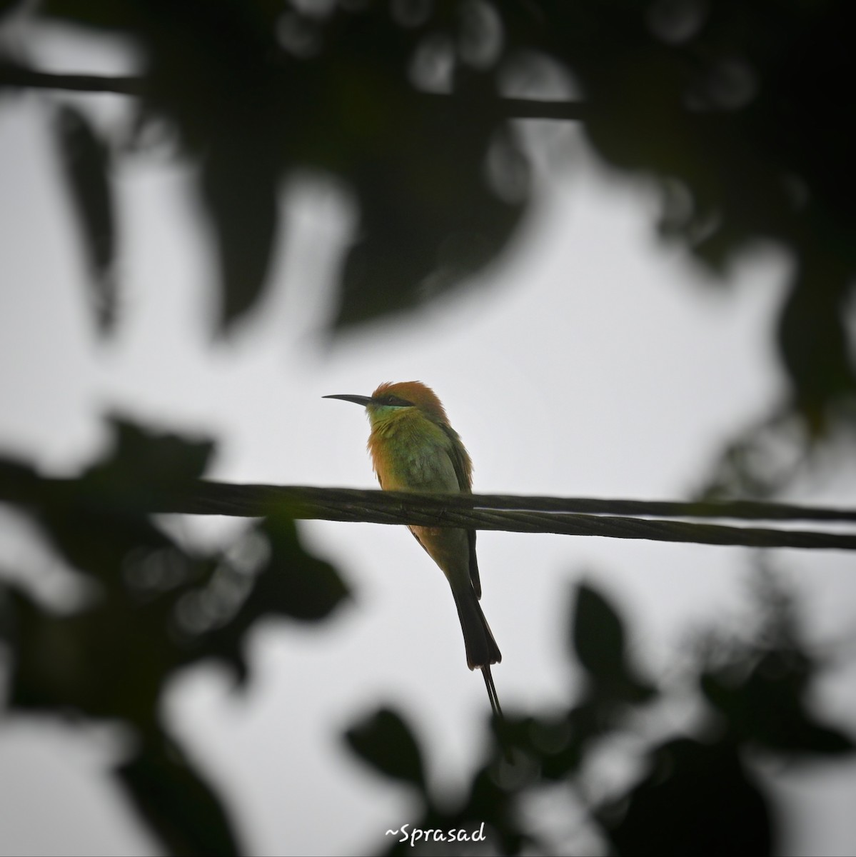 Asian Green Bee-eater - ML646190445
