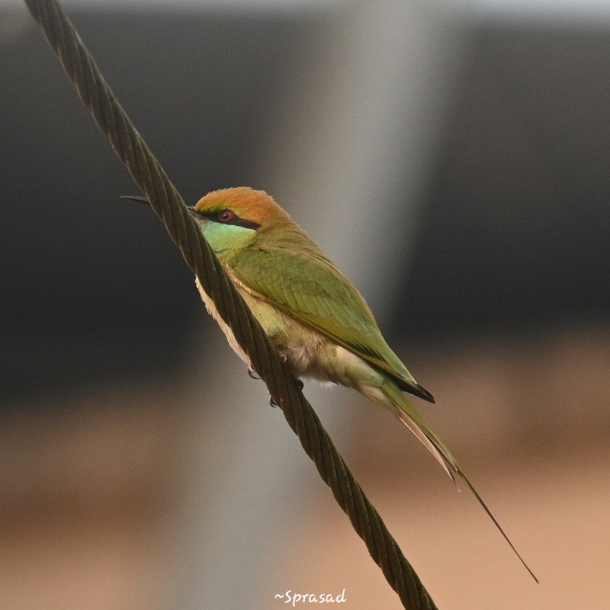 Asian Green Bee-eater - ML646190446