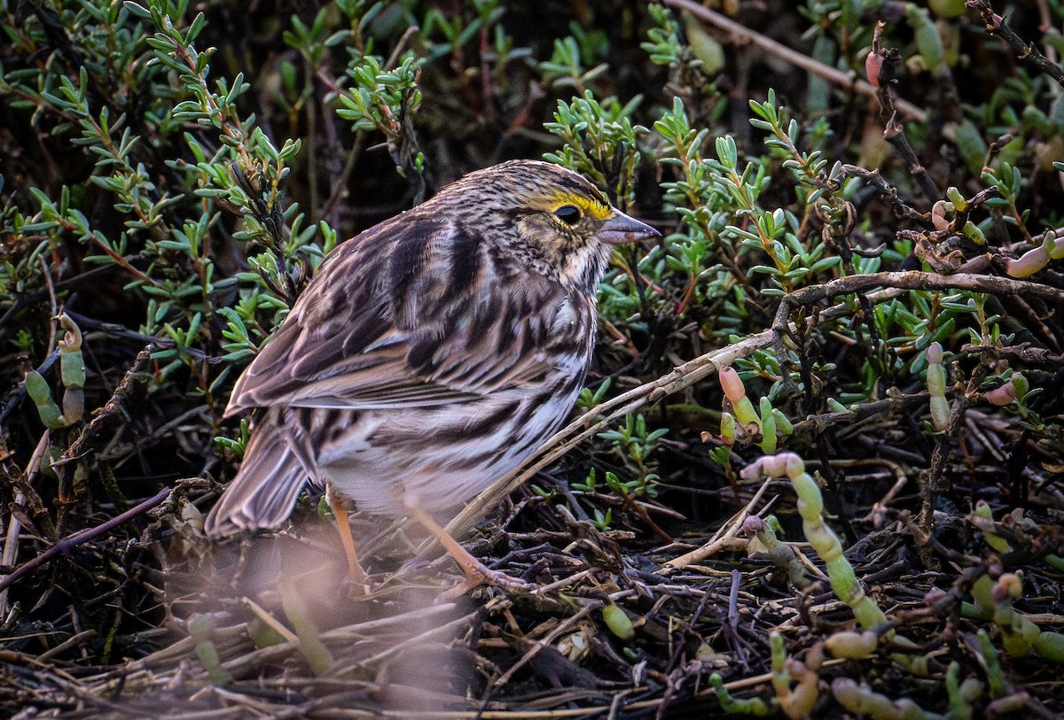 Savannah Sparrow - ML646190449