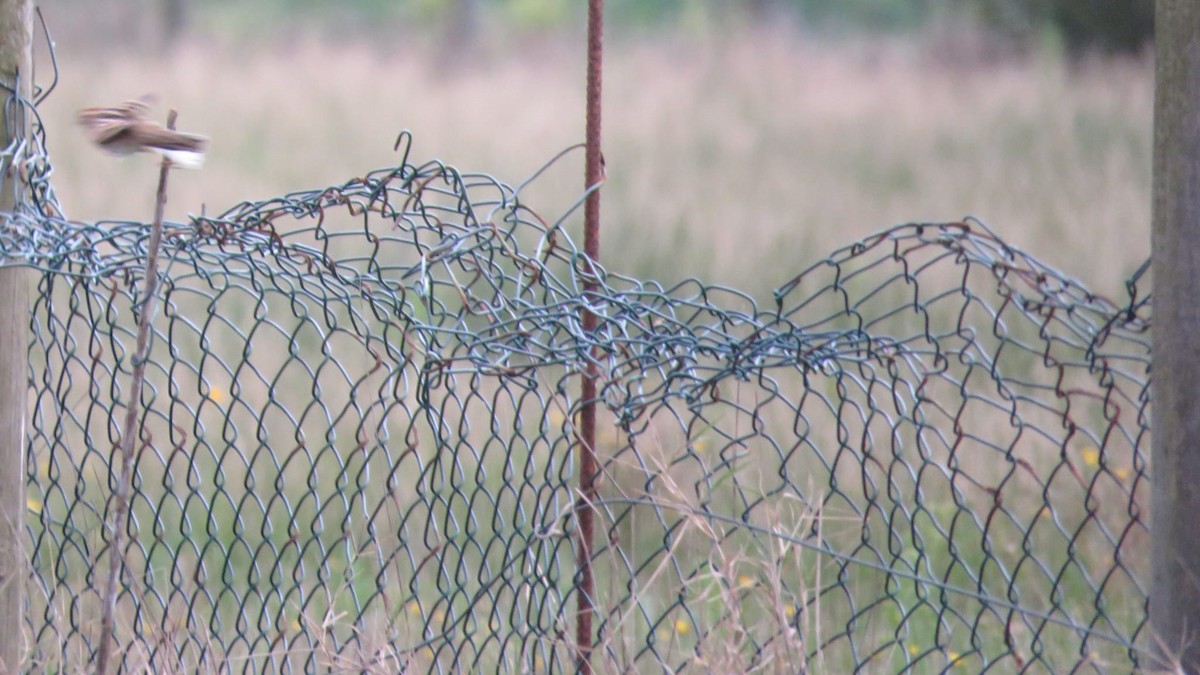 Little Bunting - ML646190457