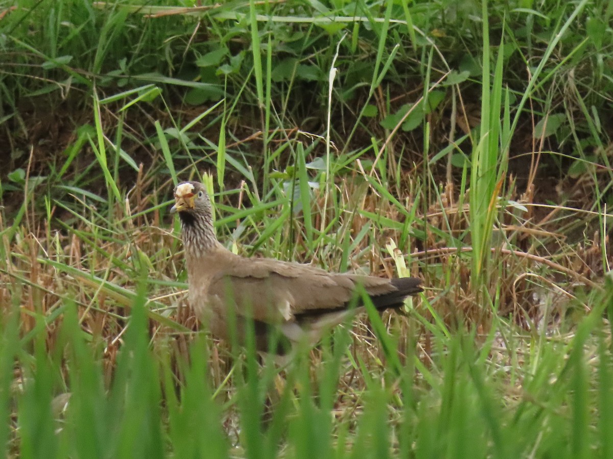 Senegalkiebitz - ML646190458