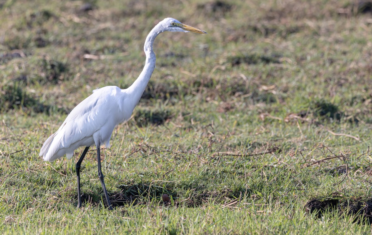 Silberreiher - ML646190465