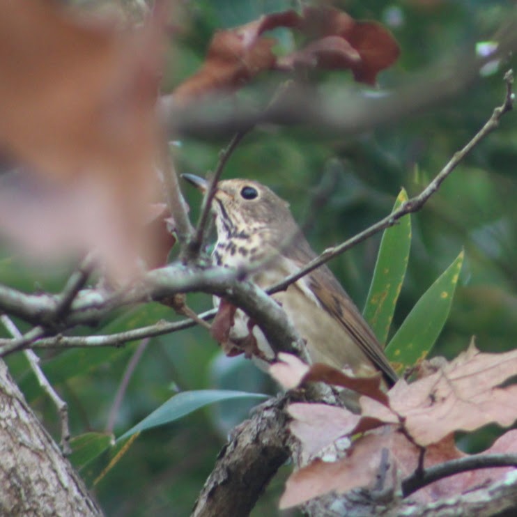 Einsiedler-Musendrossel - ML646190466