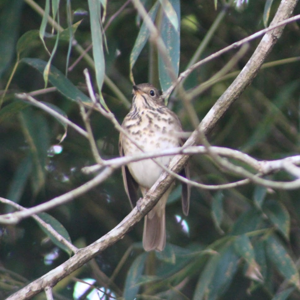 Einsiedler-Musendrossel - ML646190467