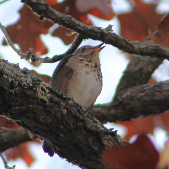 Einsiedler-Musendrossel - ML646190468