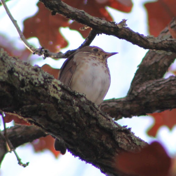 Einsiedler-Musendrossel - ML646190470