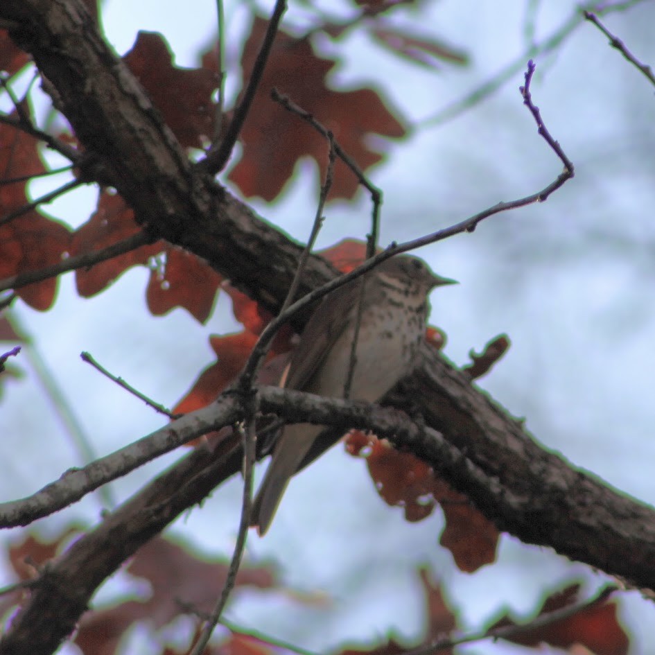 Einsiedler-Musendrossel - ML646190471