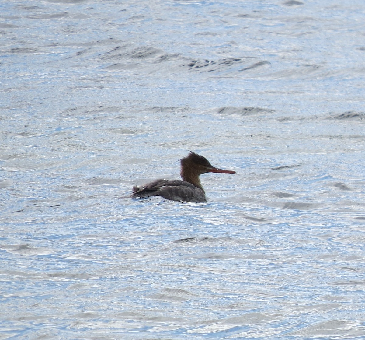 Mittelsäger - ML646190472