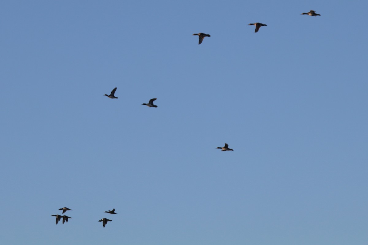 Kappensäger - ML646190474