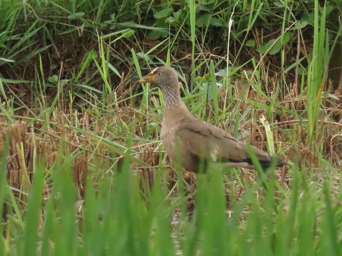 Senegalkiebitz - ML646190475