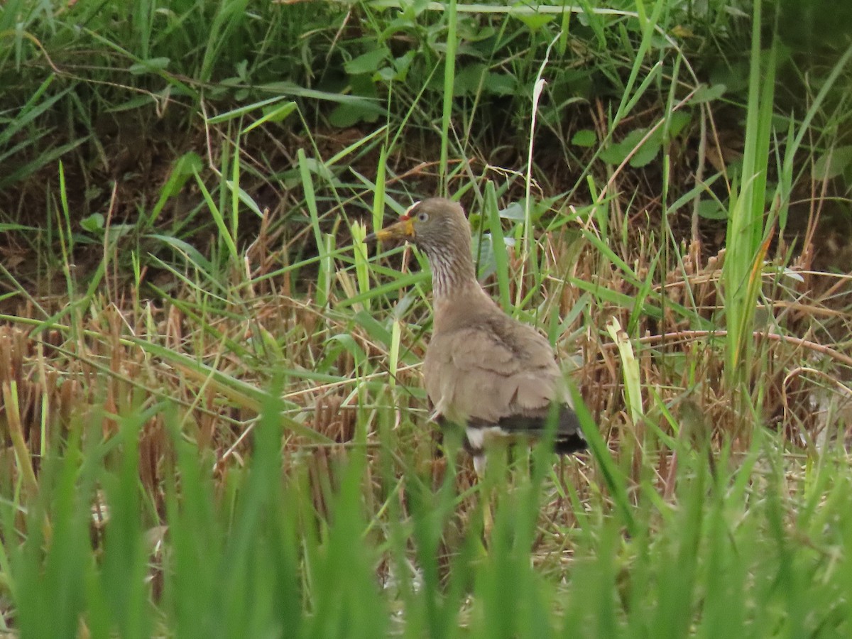 Senegalkiebitz - ML646190476