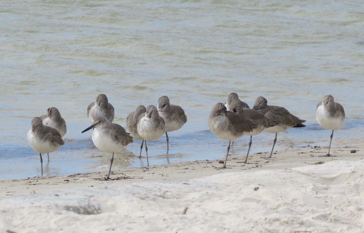 Schlammtreter - ML646190477