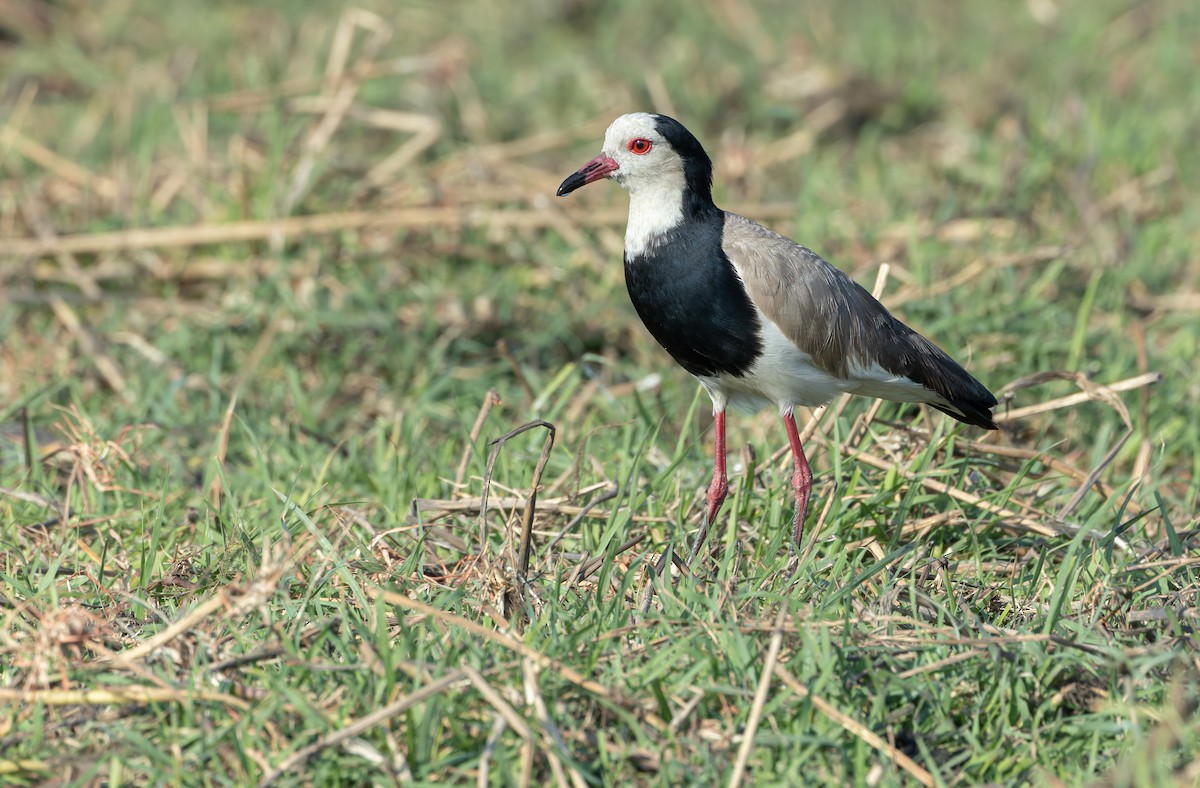 Langzehenkiebitz - ML646190478