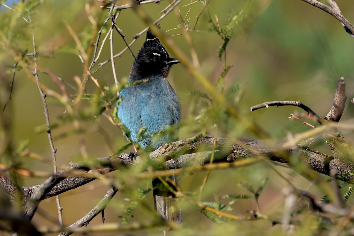 Steller Kargası - ML646190479