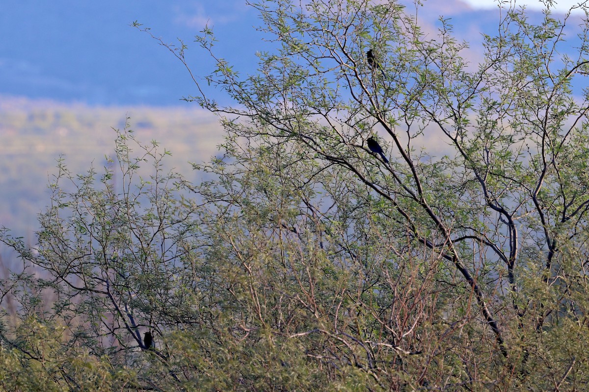 Steller Kargası - ML646190480