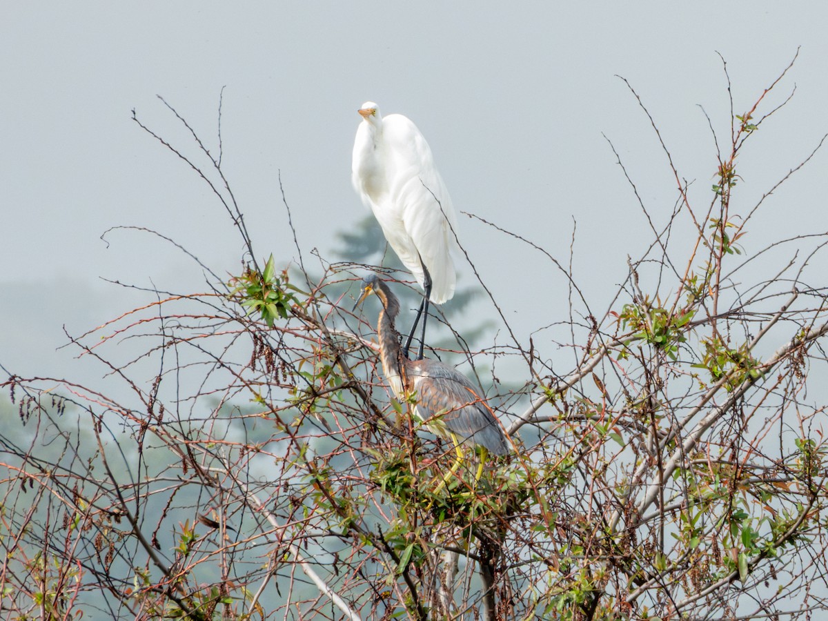 Silberreiher (egretta) - ML646190481