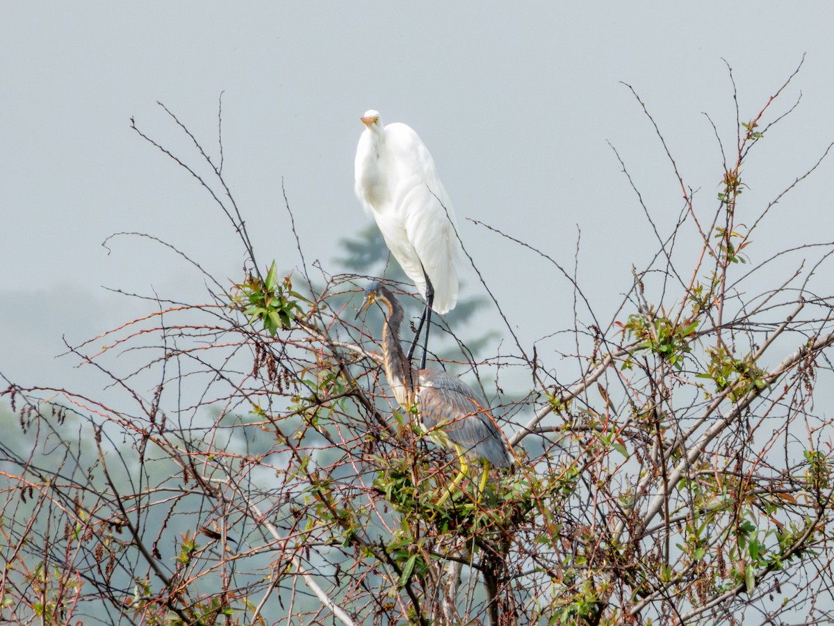 Silberreiher (egretta) - ML646190482