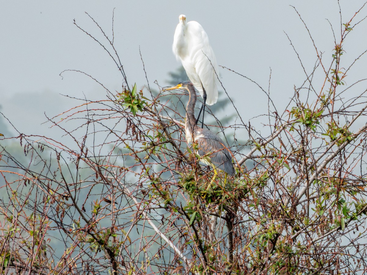 Silberreiher (egretta) - ML646190483