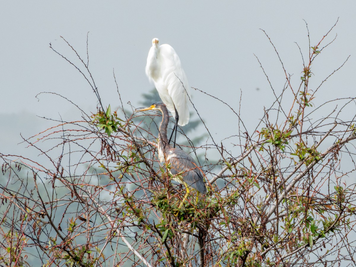 Silberreiher (egretta) - ML646190484