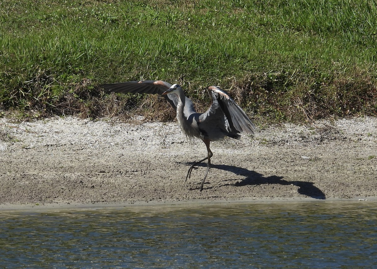 Kanadareiher - ML646190485