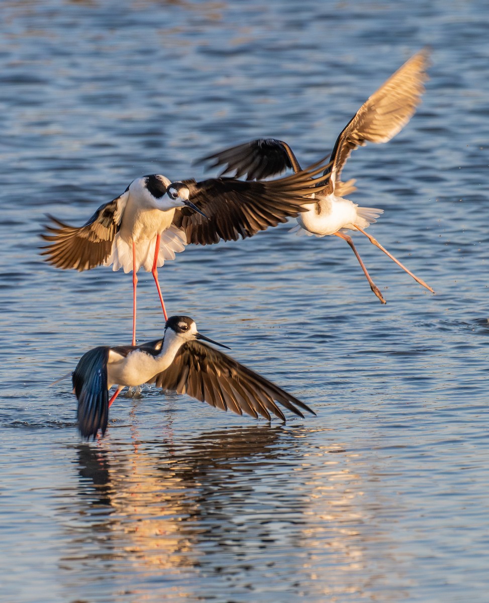 Schwarznacken-Stelzenläufer - ML646190488