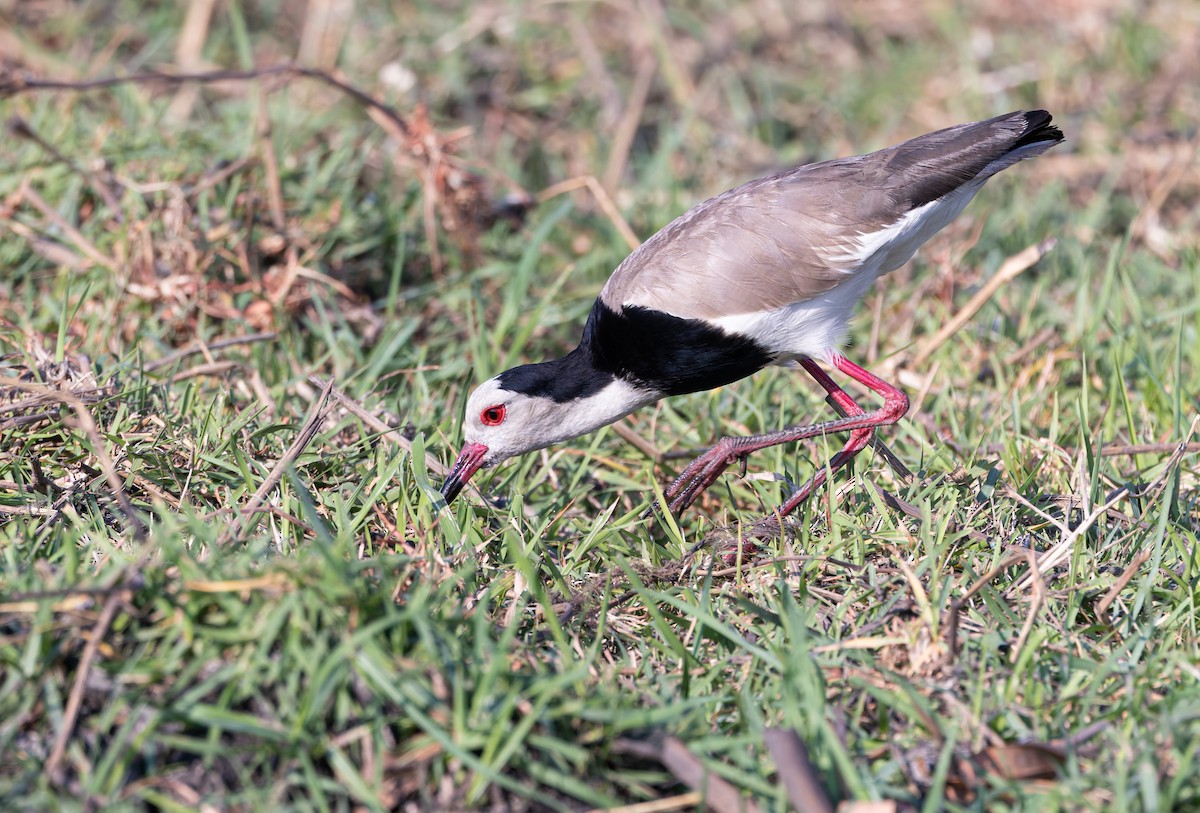 Langzehenkiebitz - ML646190490