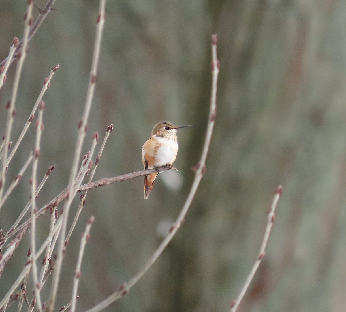 Rufous Hummingbird - ML646190492