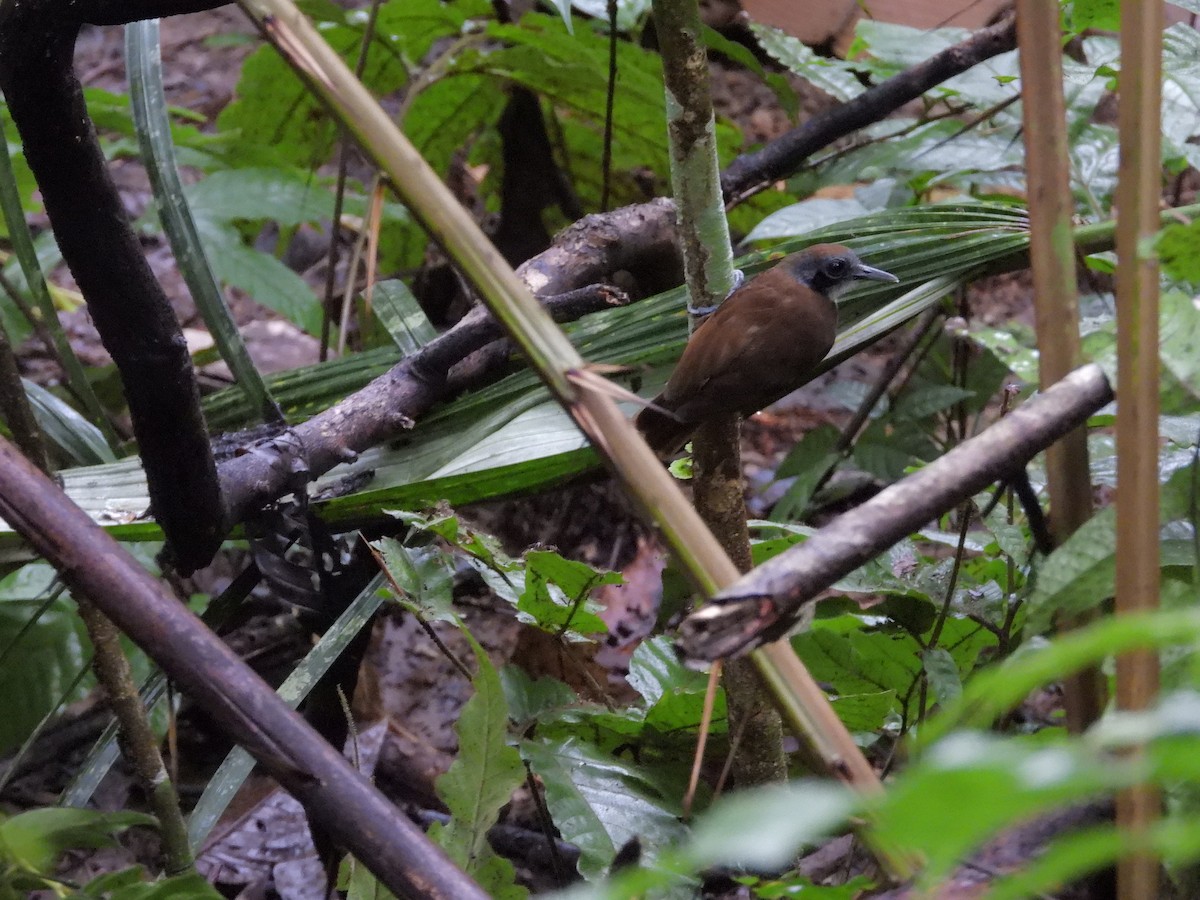 Weißkehl-Ameisenvogel - ML646190494