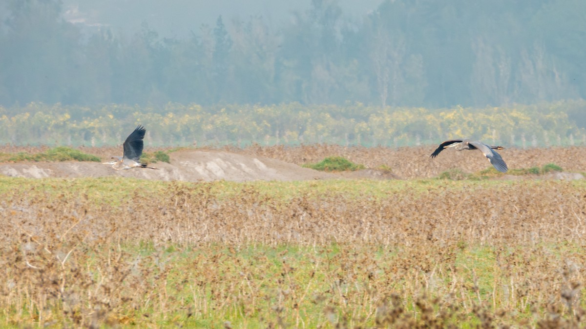 Kanadareiher - ML646190497