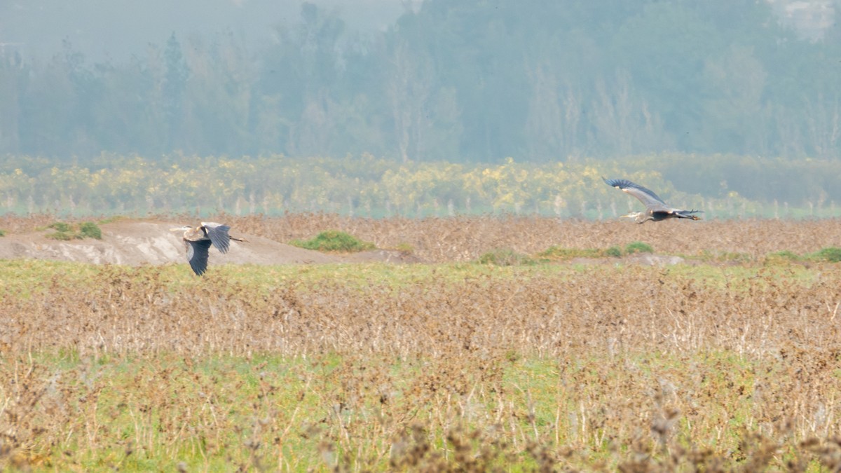 Kanadareiher - ML646190498