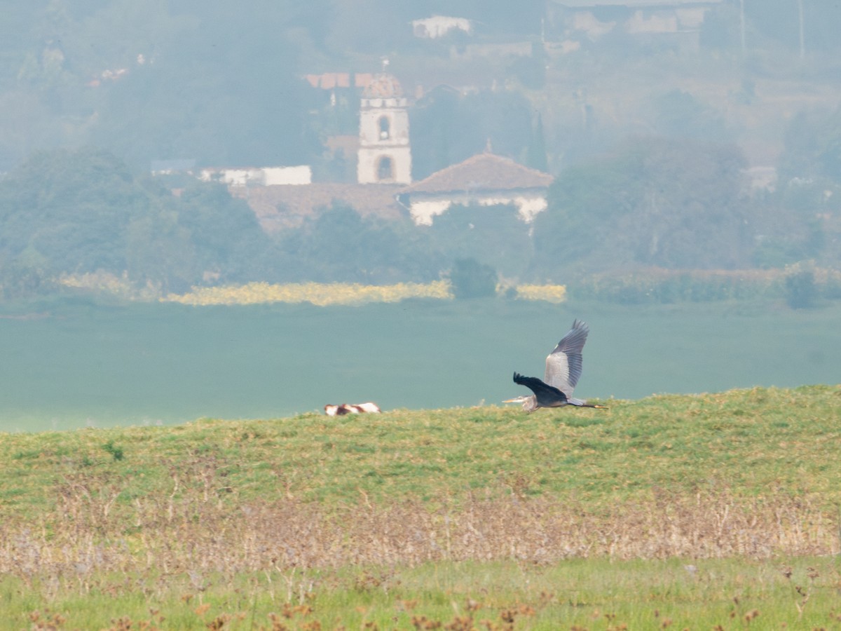 Kanadareiher - ML646190499