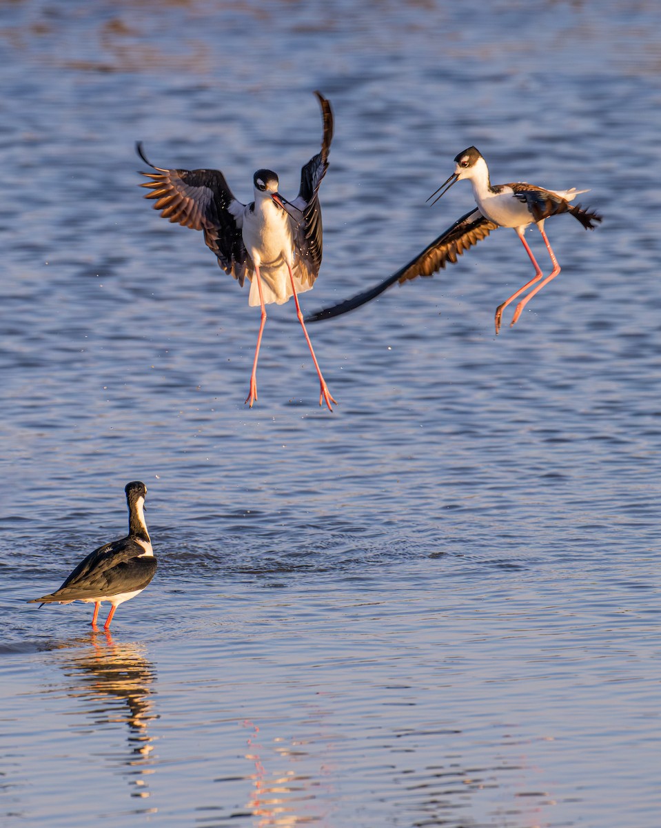 Black-necked Stilt - ML646190500