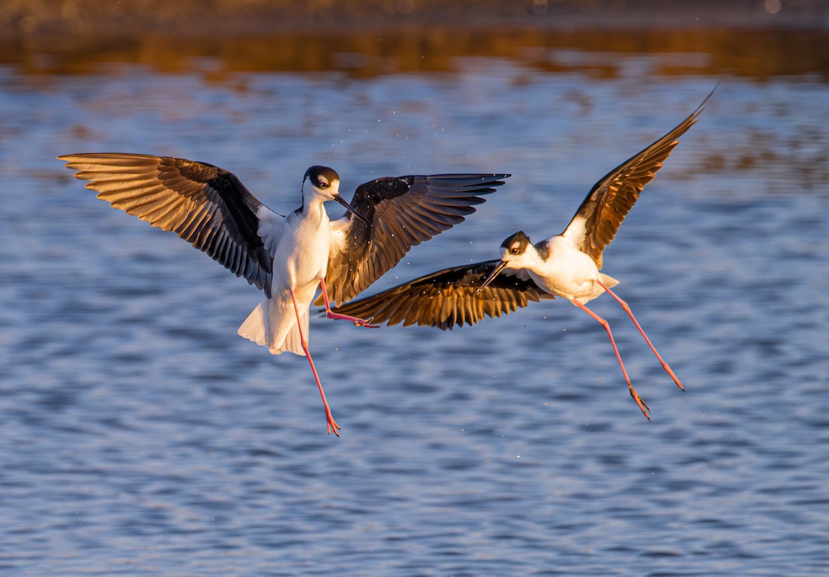 Black-necked Stilt - ML646190505