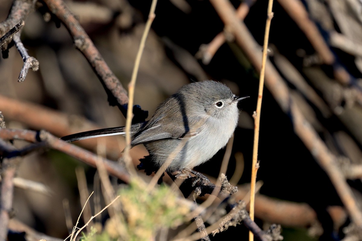 Schwarzschwanz-Mückenfänger - ML646190507