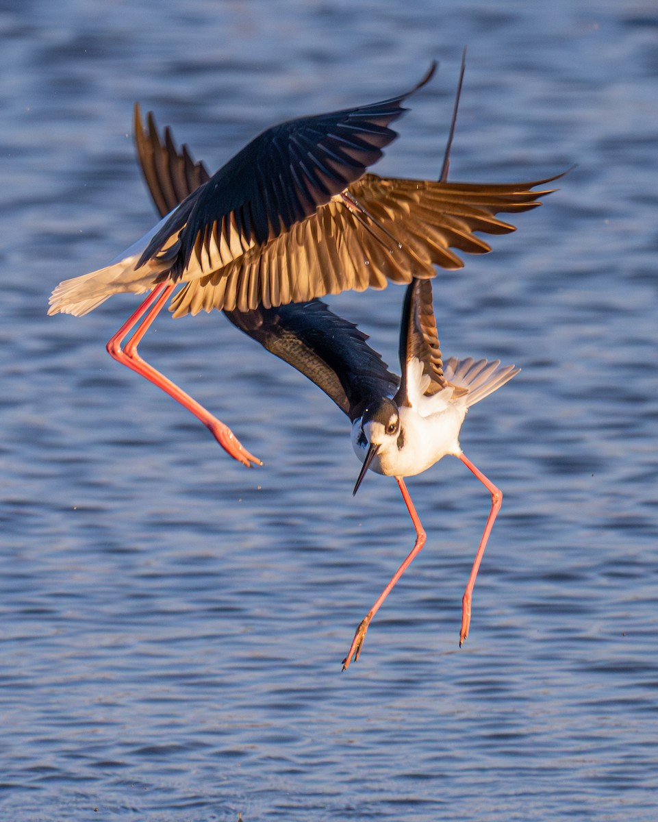 Black-necked Stilt - ML646190509