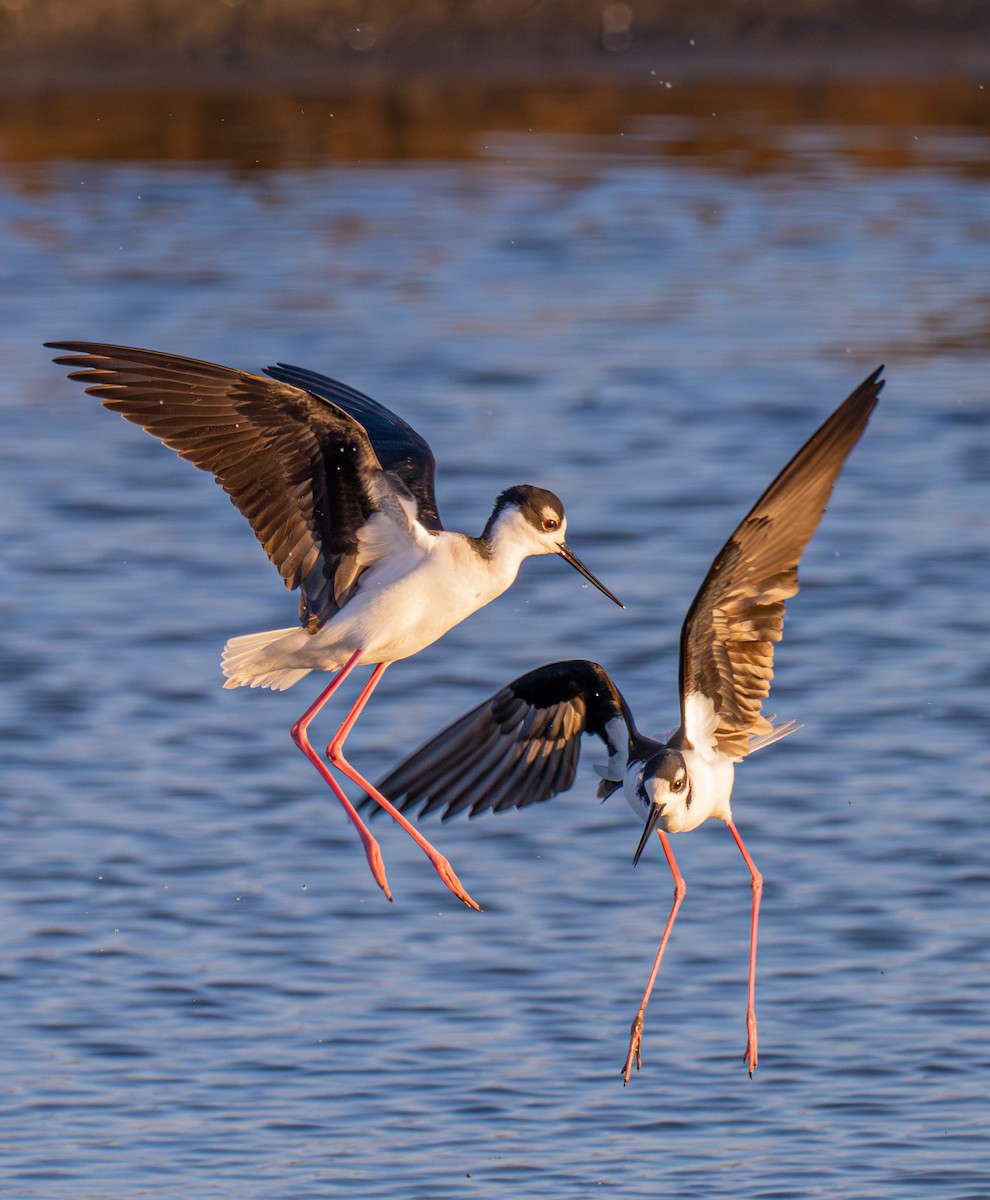Black-necked Stilt - ML646190511