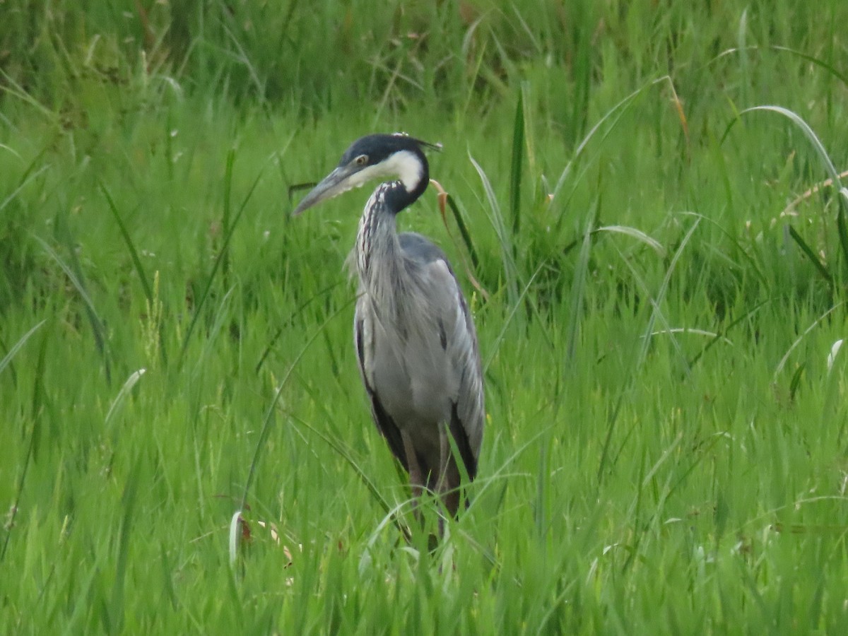 Black-headed Heron - ML646190515