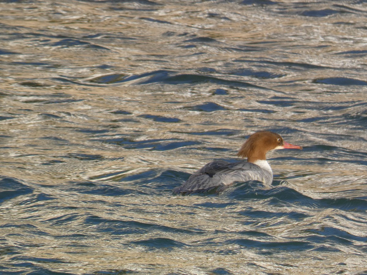 Common Merganser - ML646190519
