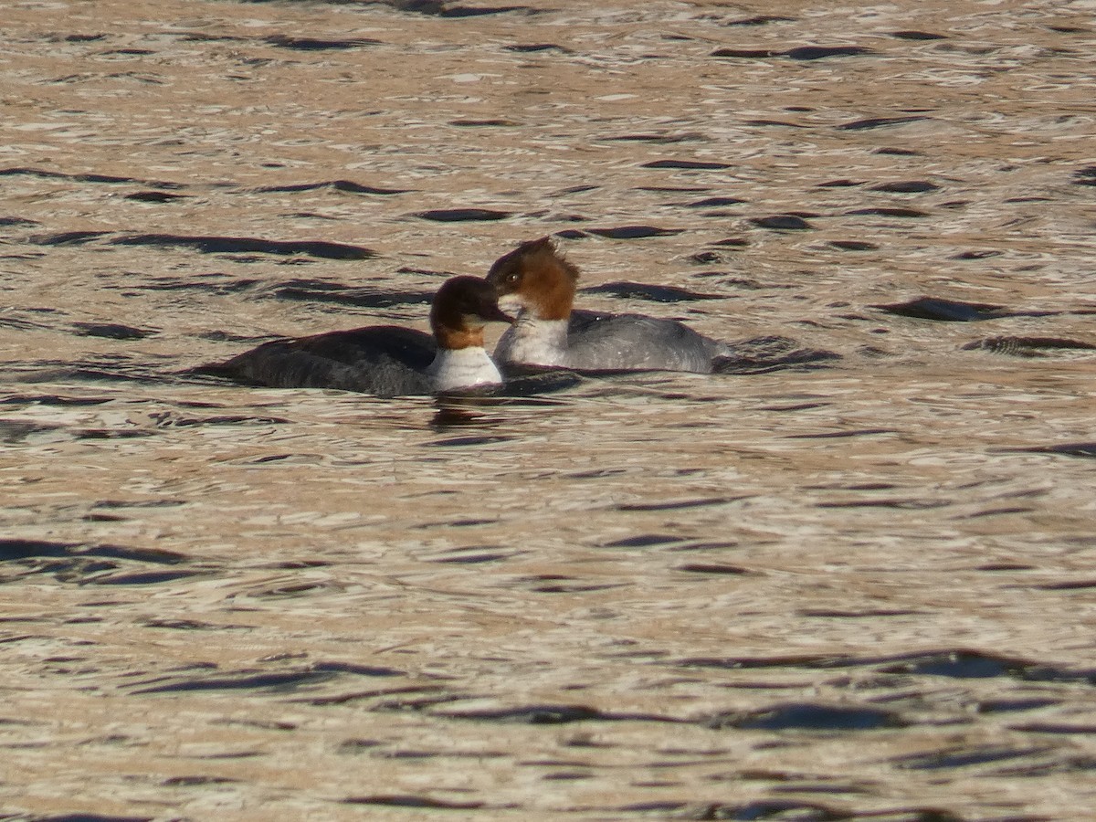 Common Merganser - ML646190520