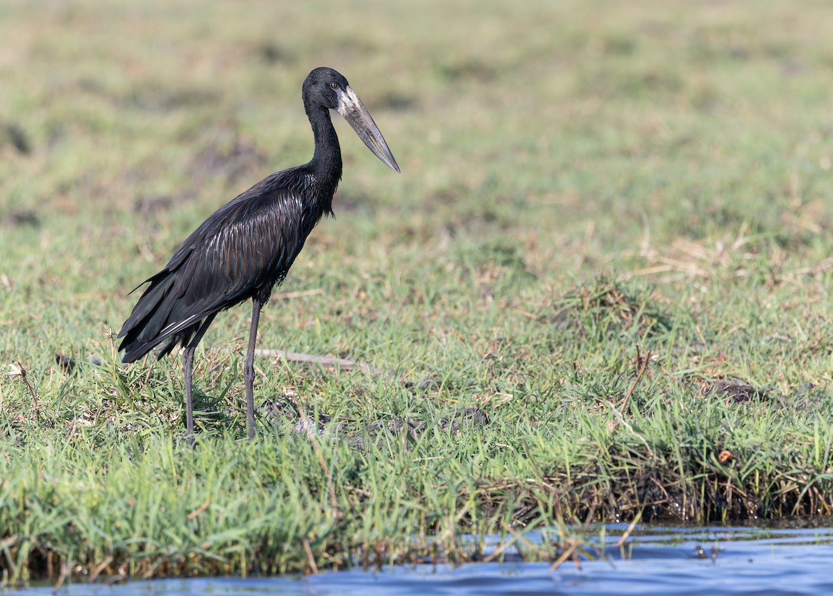 Bec-ouvert africain - ML646190521