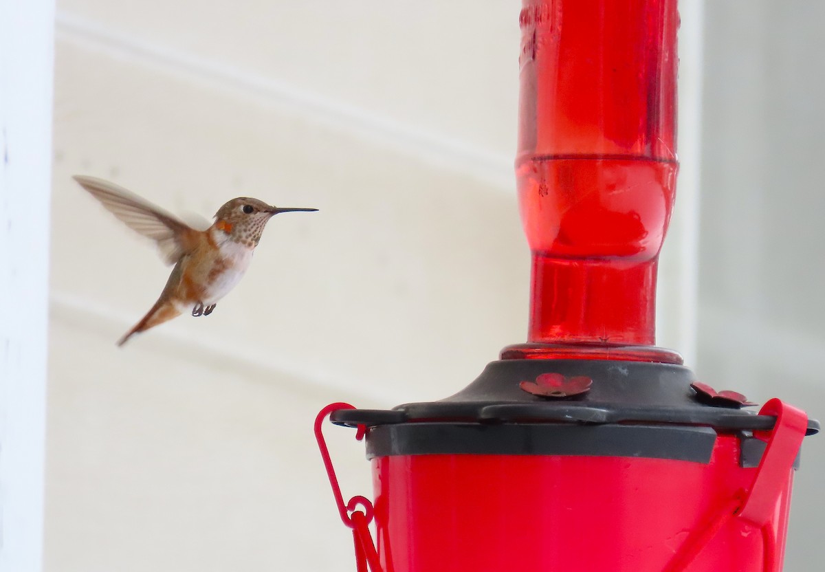 Rufous Hummingbird - ML646190522